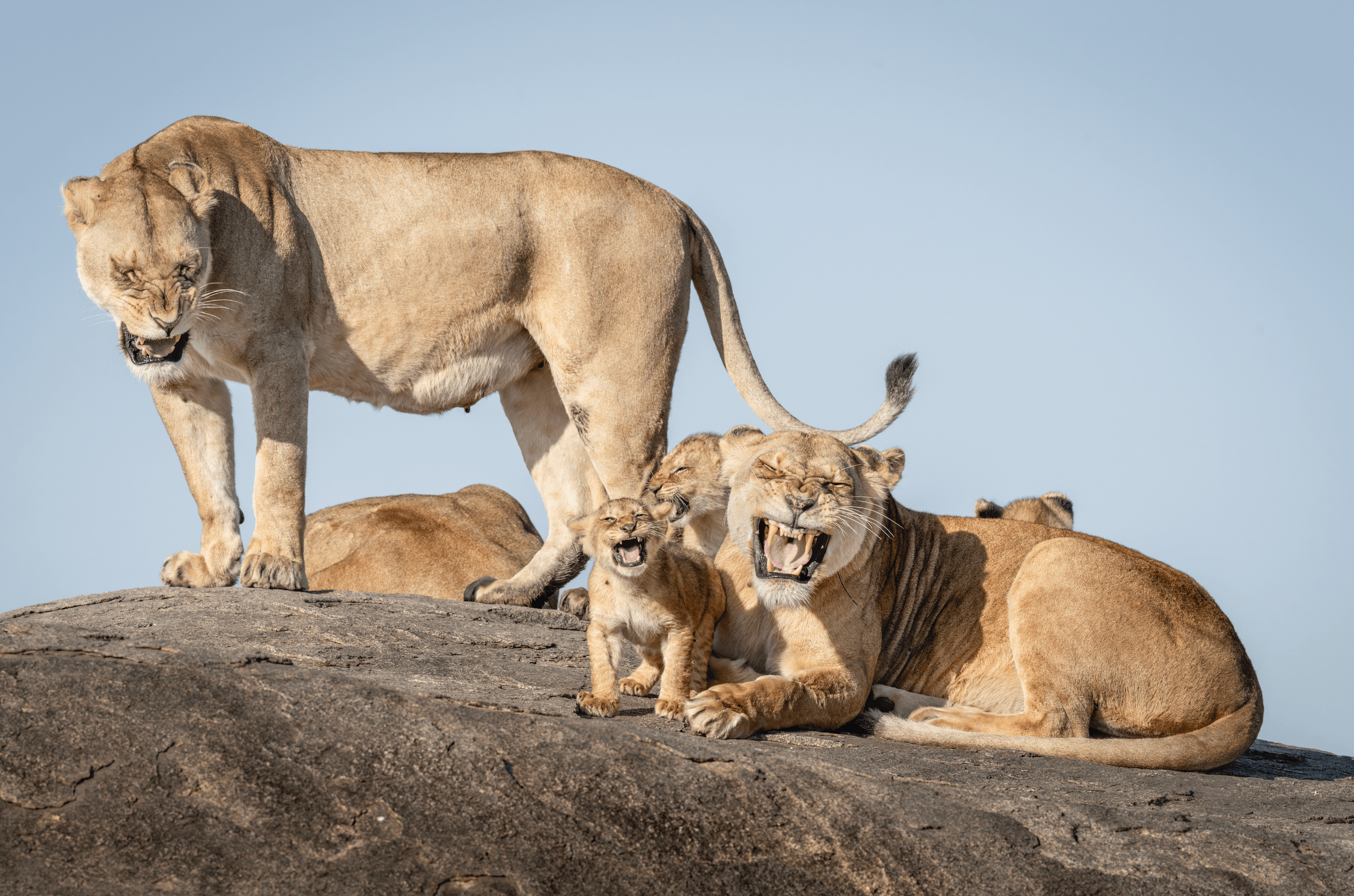 Can't Wait To Be King by Bret Saalwaechter