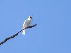 The White Bellbird is the loudest bird The White Bellbird is the loudest bird