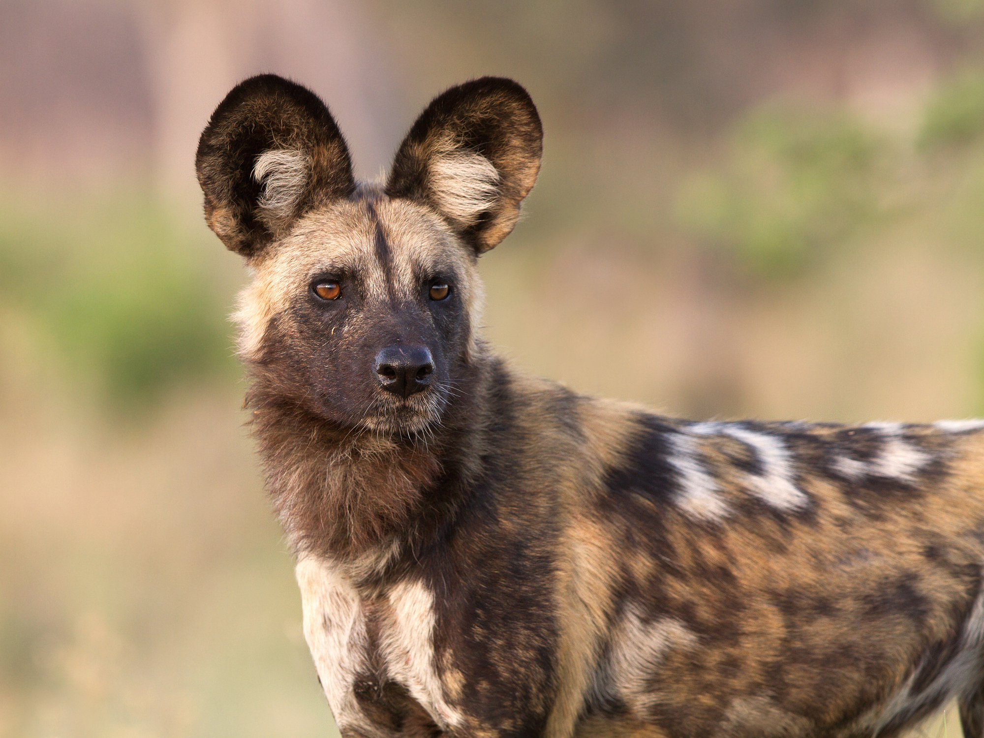 African wild dog