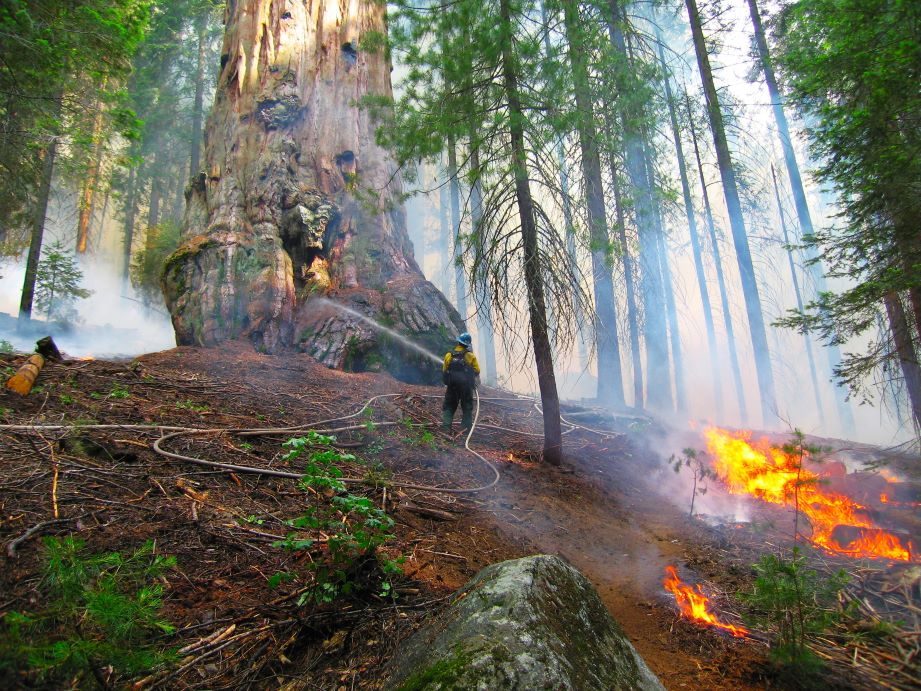 A forester sprays a giant sequoia during a controlled burn in 2009 in Kings Canyon National Park