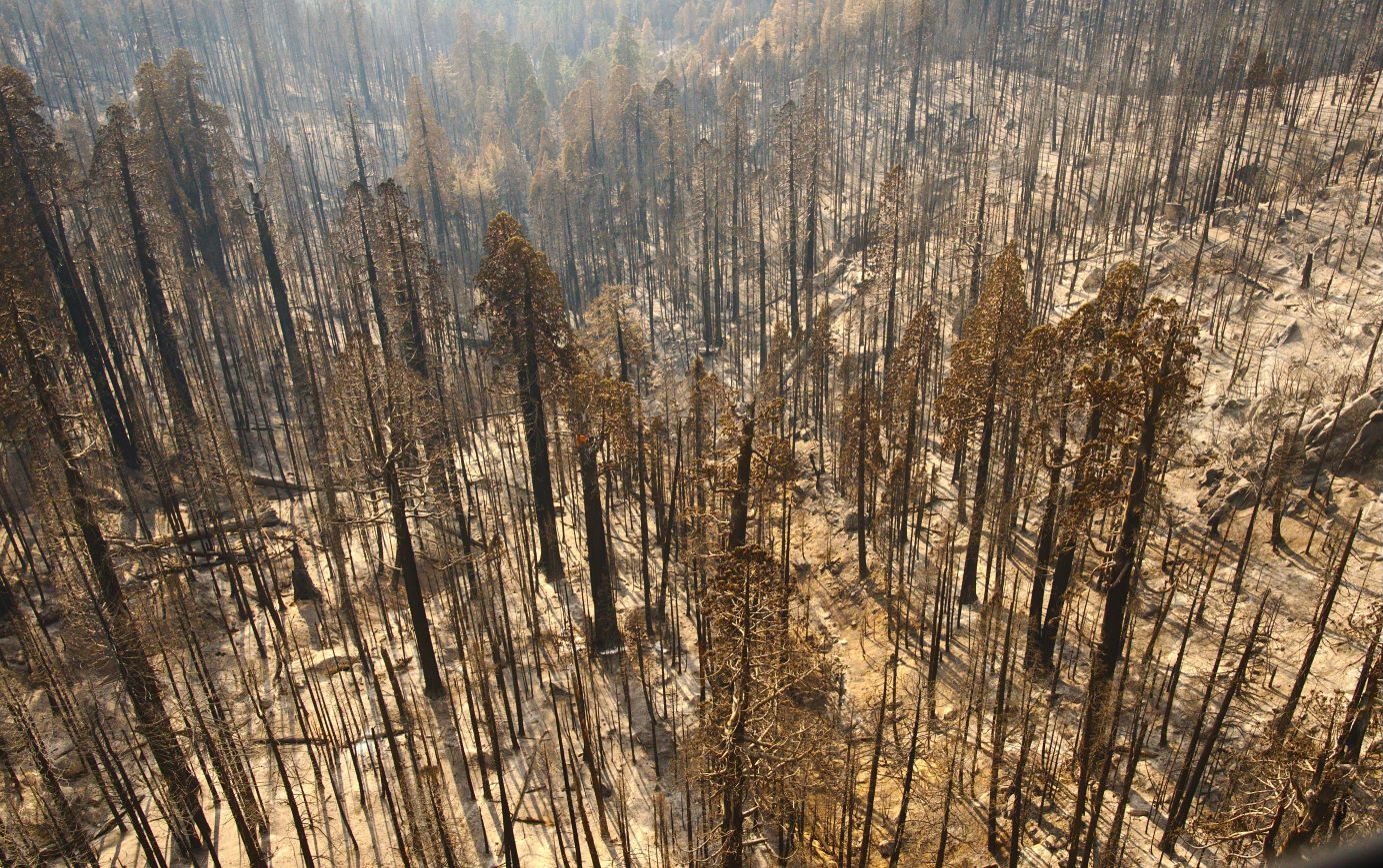 Castle Fire on Homers Nose Grove in Sequoia National Park in 2020