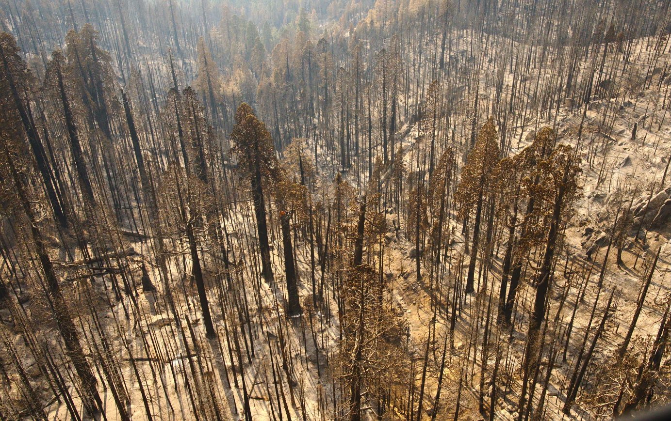 Castle Fire on Homers Nose Grove in Sequoia National Park in 2020
