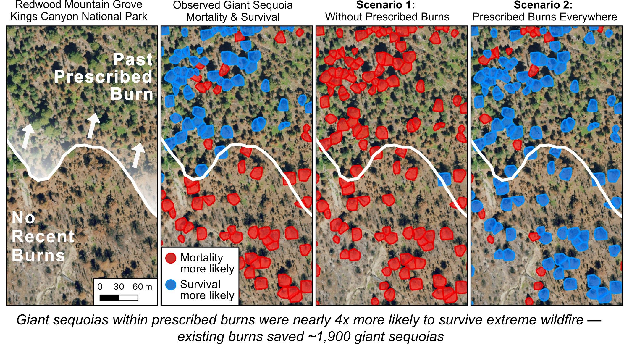 Giant sequoia and prescribed burn comparison mortality chart