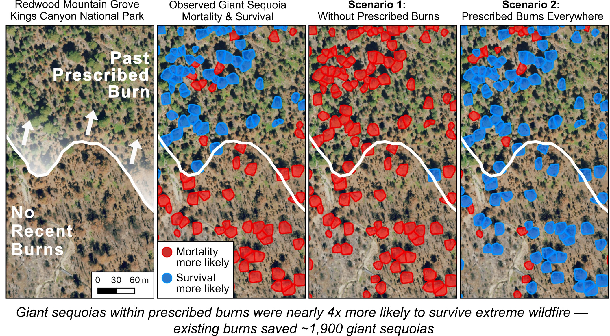 Giant sequoia and prescribed burn comparison mortality chart