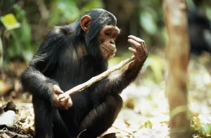 A chimpanzee holding stick in the Mahale Mountains National Park, Tanzania. © Getty/Anup Shah A chimpanzee holding stick in the Mahale Mountains National Park, Tanzania. © Getty/Anup Shah