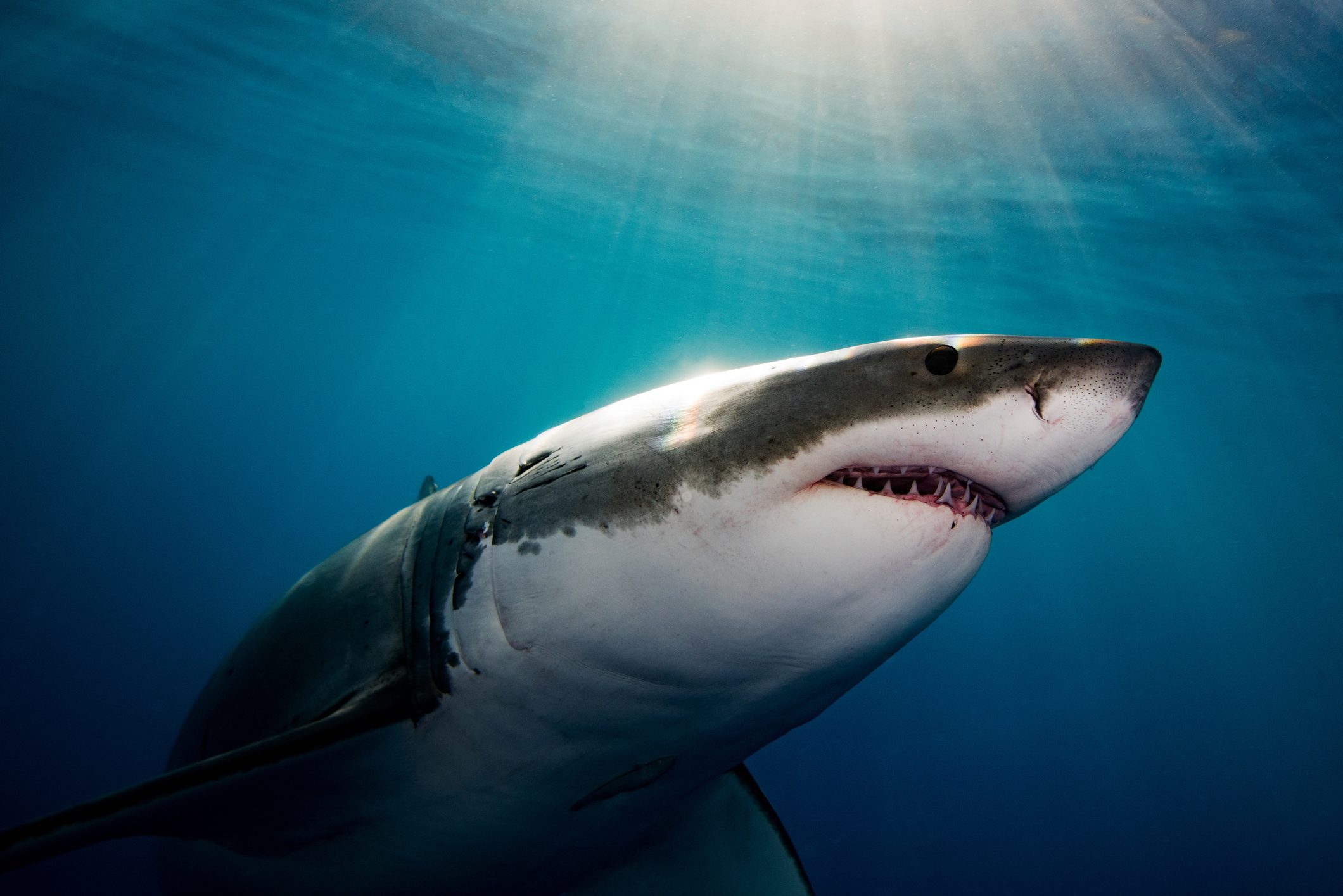 great white shark