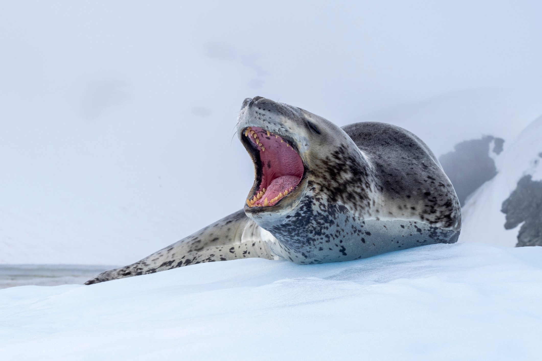 Leopard seal hauled out on ice, with its mouth wide open showing pink gums and teeth.