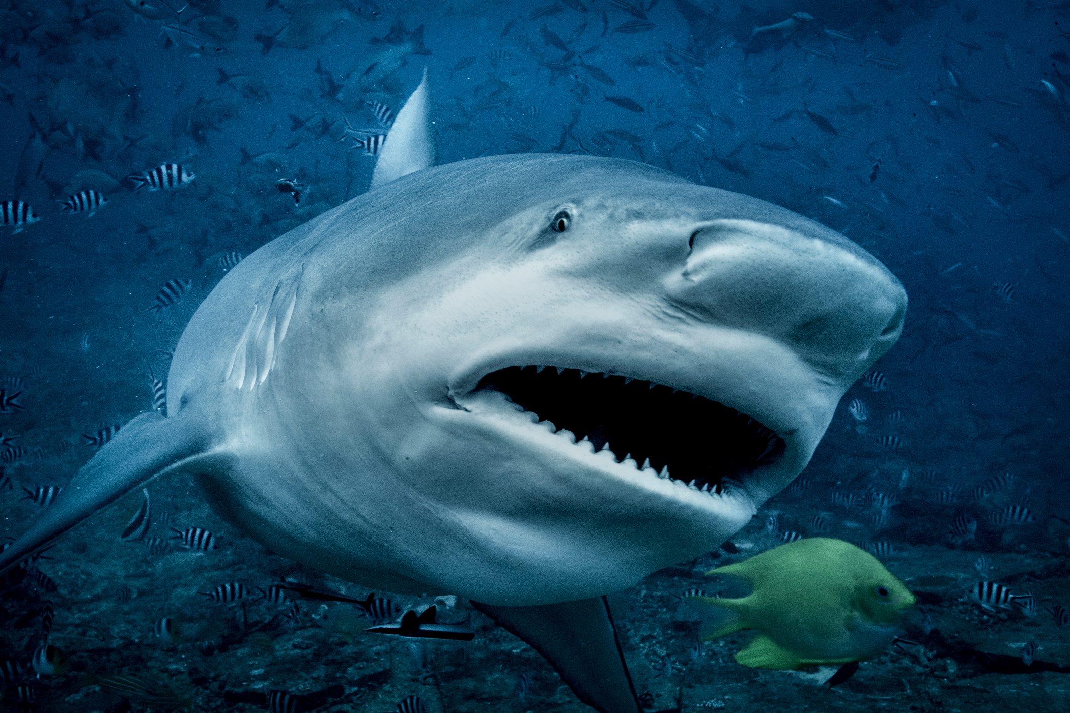 Bull shark (Carcharhinus leucas), swimming towards camera, underwater view