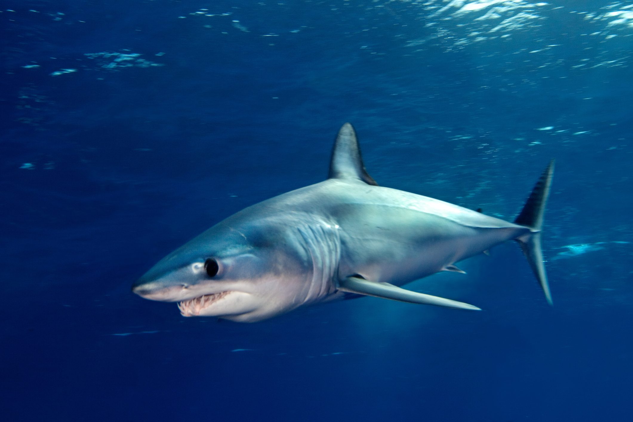 shortfin mako shark