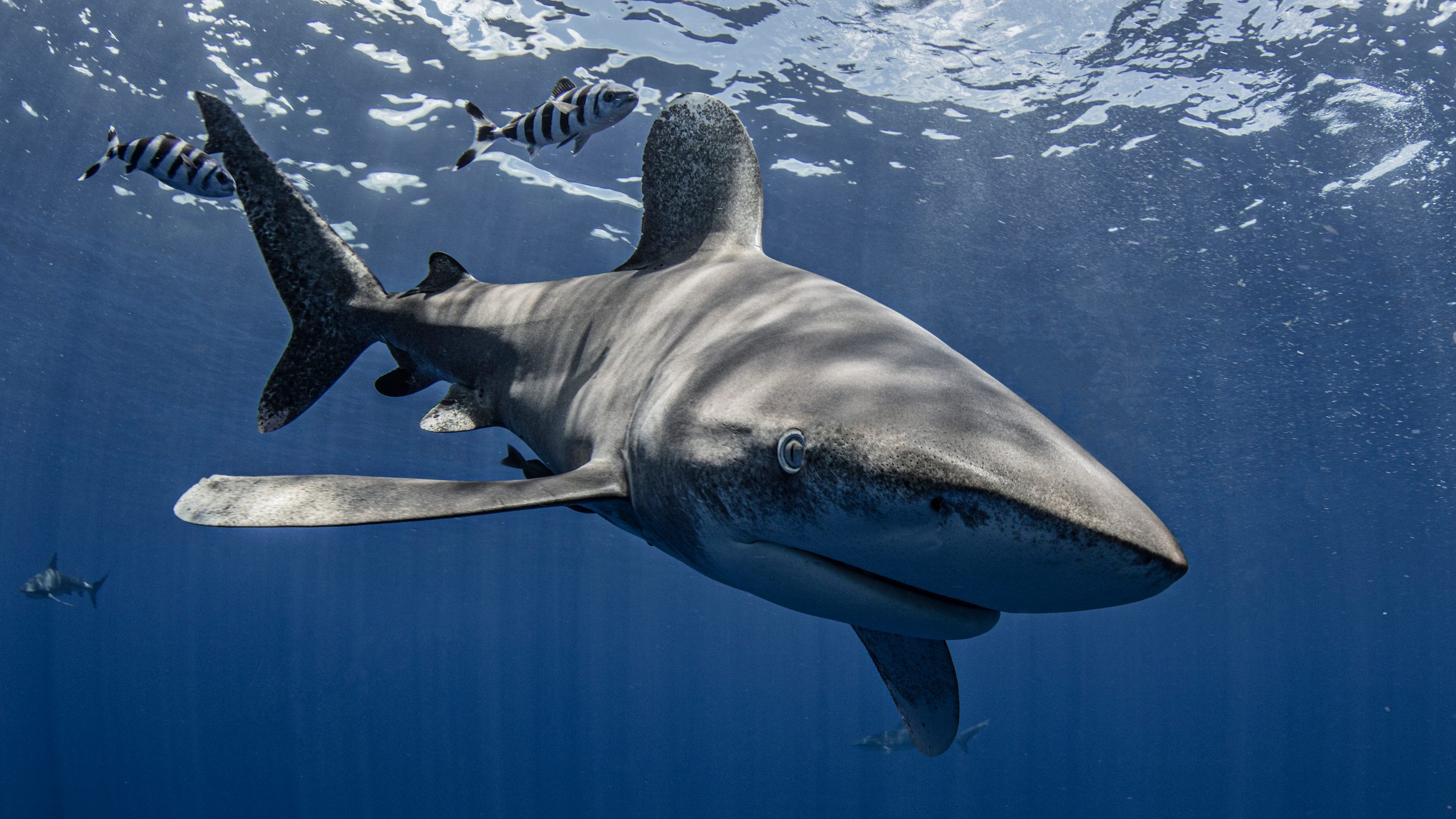 Bahamas, Cat Island, Oceanic whitetip shark swimming underwater