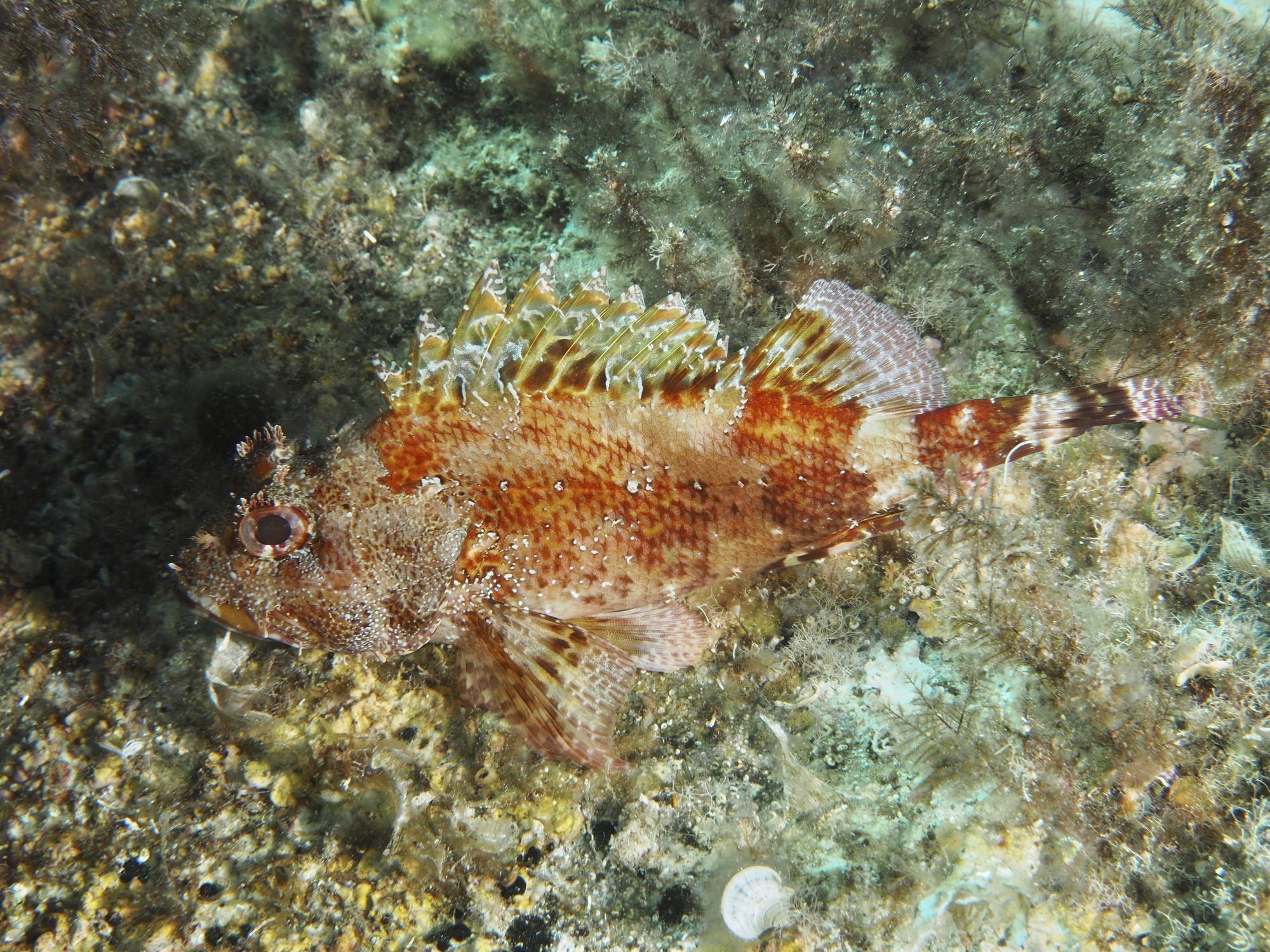 A Madeira scorpionfish (Scorpaena maderensis) on the seabed between algae