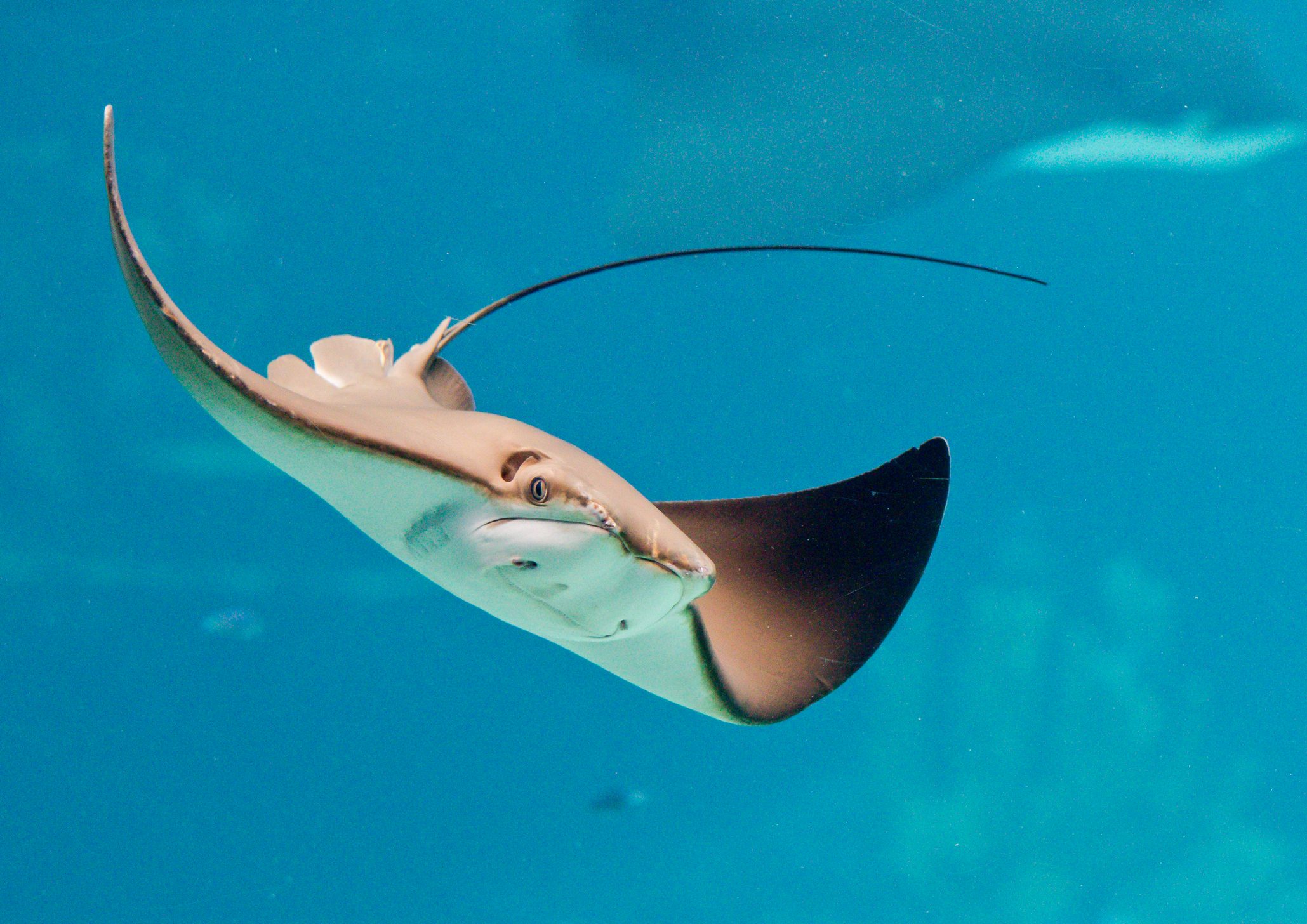 Stingray