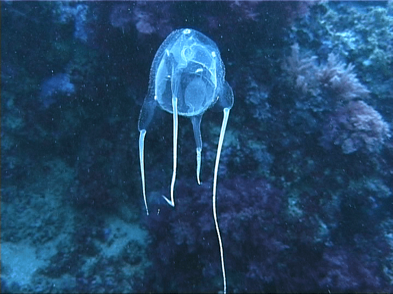 Mediterranean Box Jelly