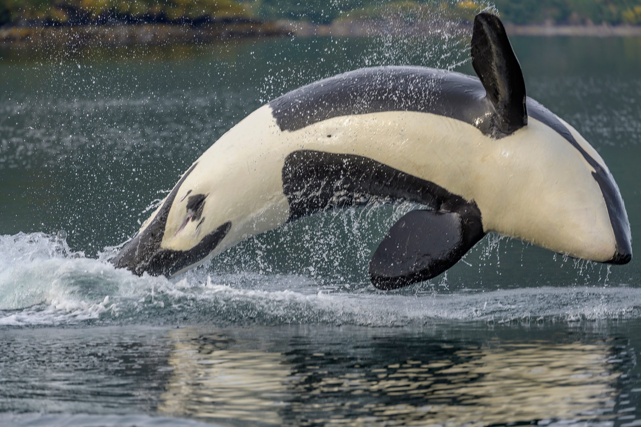 A pod of orca are jumping in Uganik Bay in Kodiak Alaska
