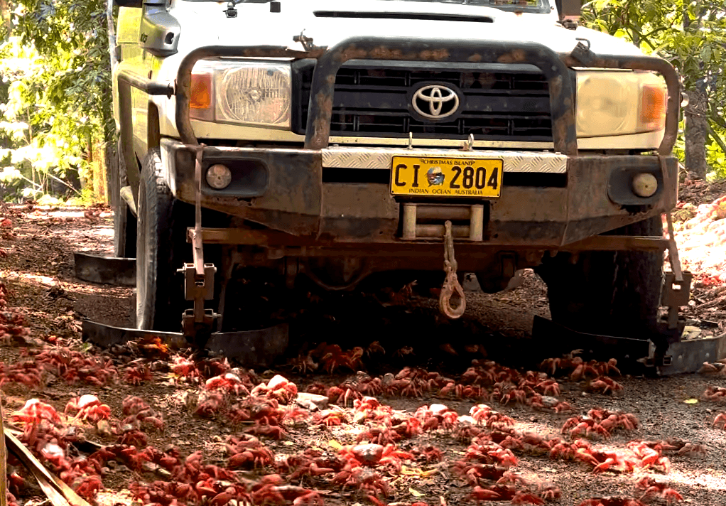 'Crab-safe' car