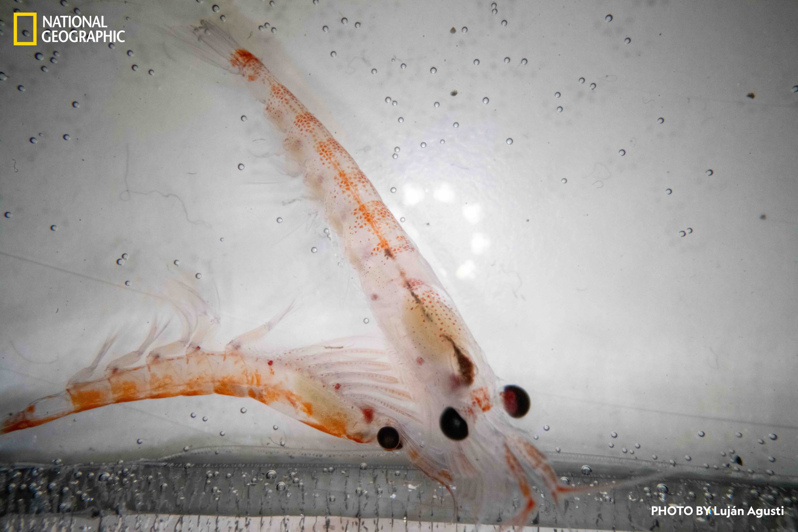 Antarctic krill specimen collected by ROV