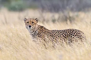 Cheetah (Panthera Pardus Pardus) in grass, Kalahari, Botswana Cheetah (Panthera Pardus Pardus) in grass, Kalahari, Botswana