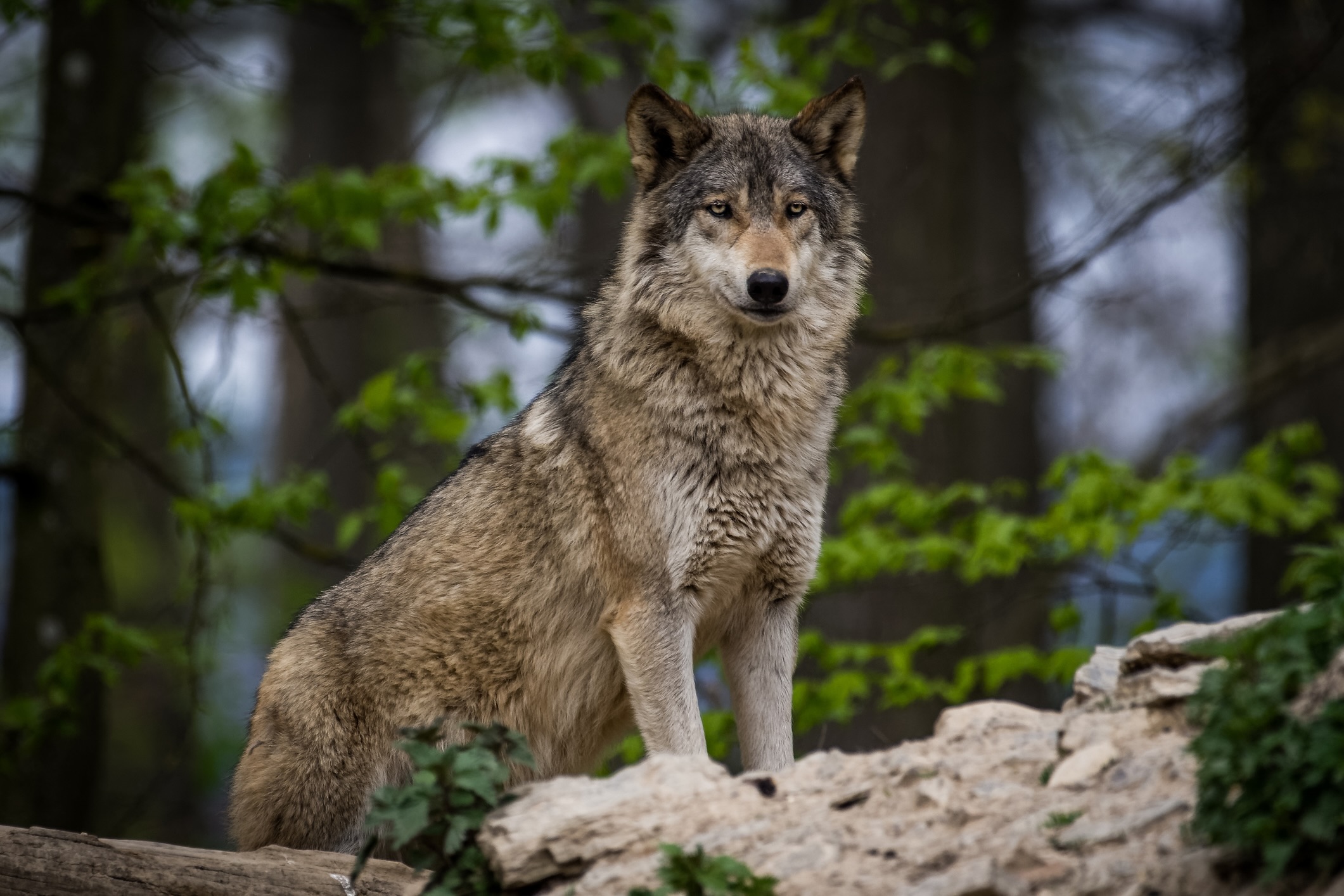 Grey wolf