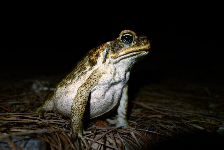 Cane toad