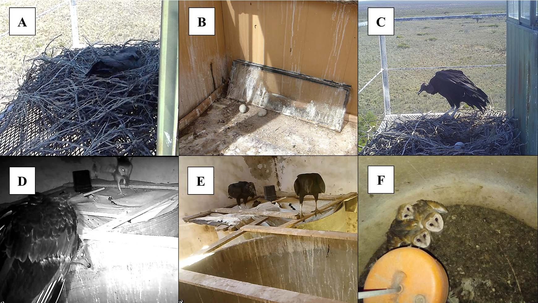 Black vultures nesting beside Chaco eagles and American barn owls in Argentina