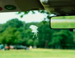 Why is bird poo white Why is bird poo white