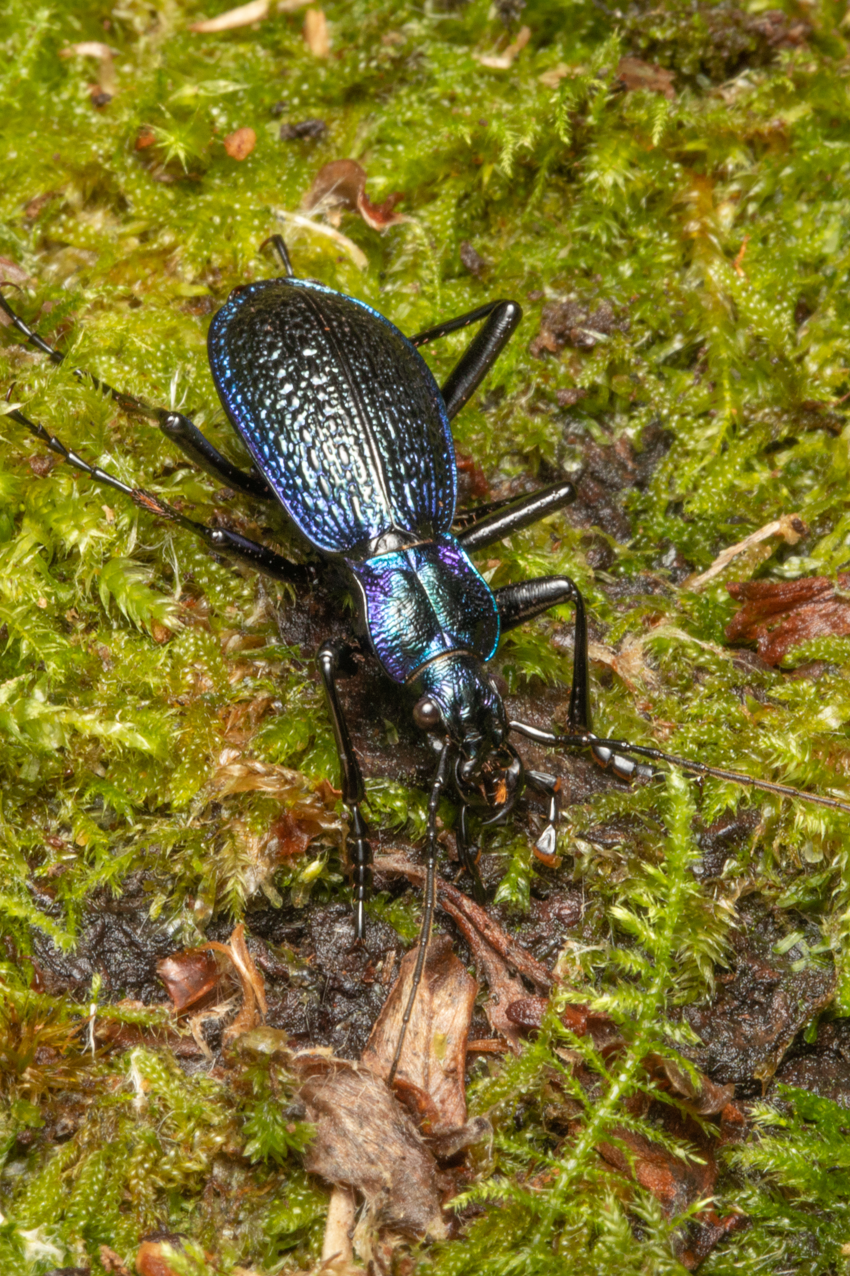 Blue ground beetle (Carabus intricatus) Blue ground beetle (Carabus intricatus)