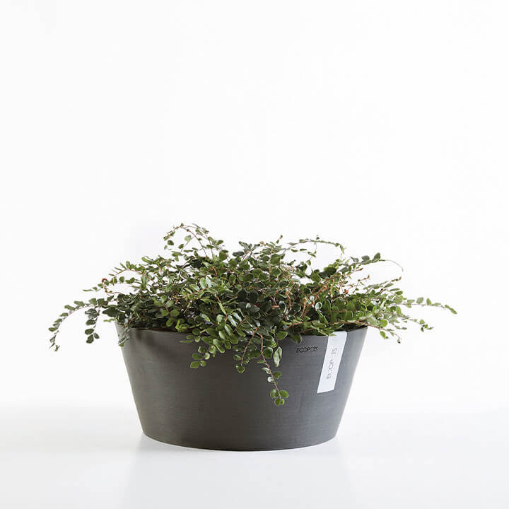 ECOPOTS Frankfurt design
