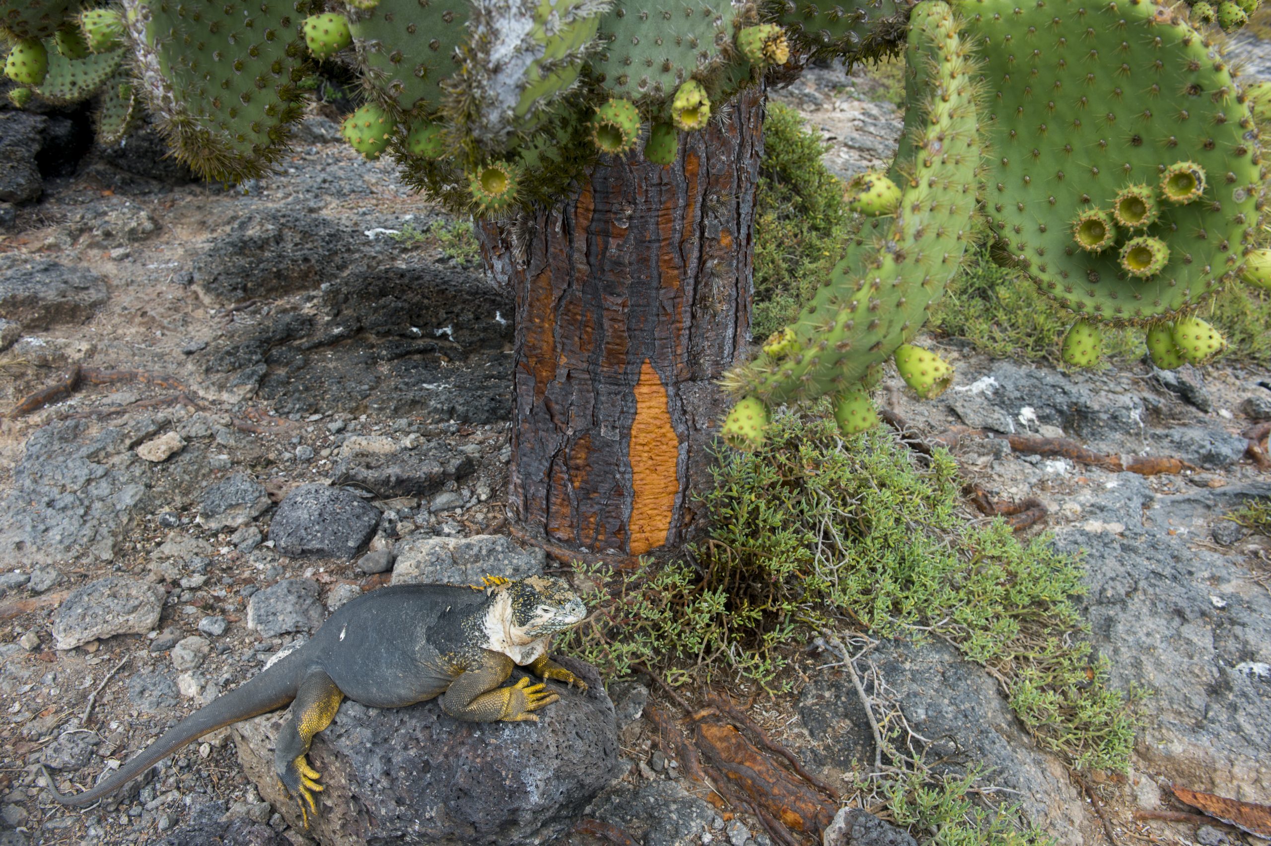 A Galapagos land iguana (Conolophus subcristatus) under a Prickly pear cactus (Opuntia echios) on South Plaza Island in the Galapagos Islands