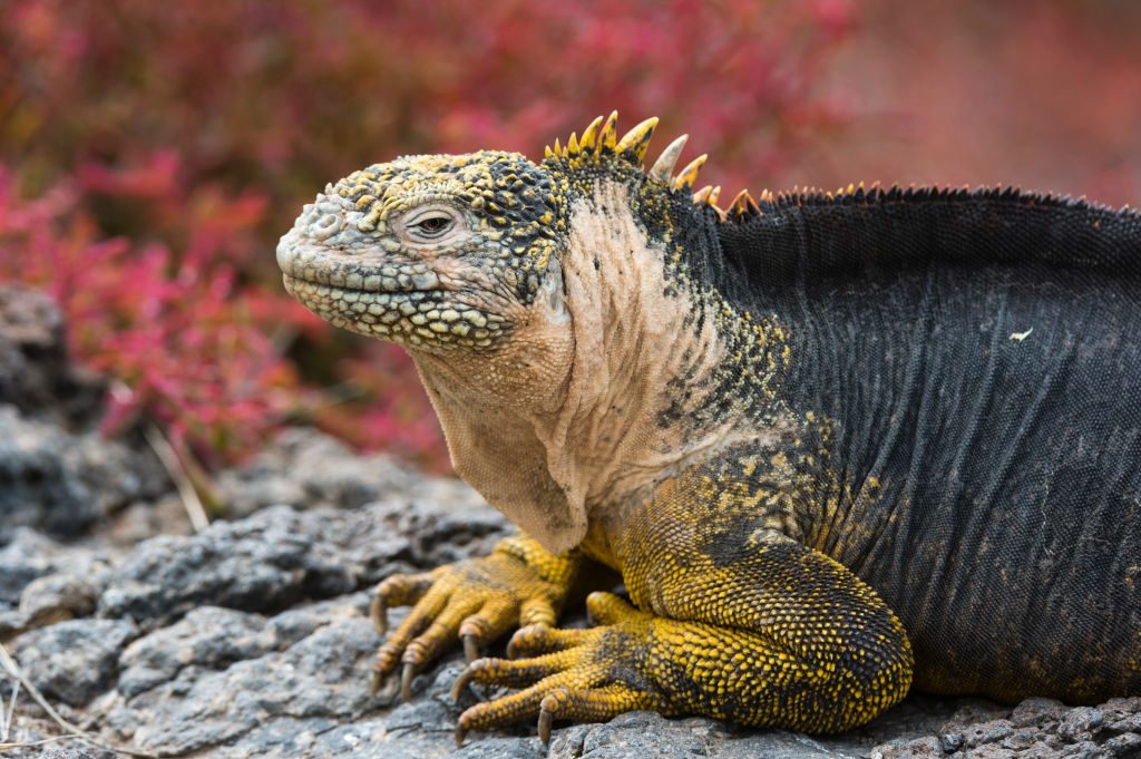 Portrait of a land iguana