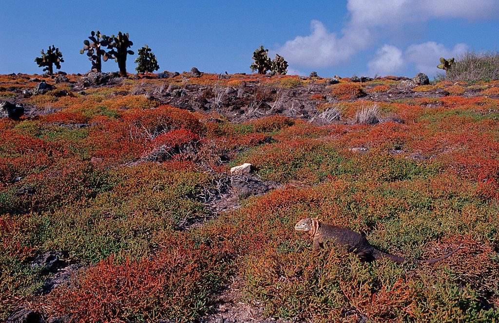 A land iguana showcasing its camouflage in the Galápagos Islands 