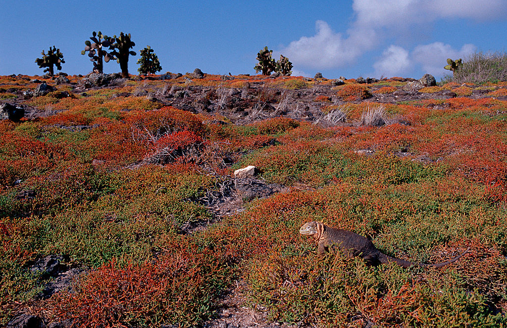 A land iguana showcasing its camouflage in the Galápagos Islands