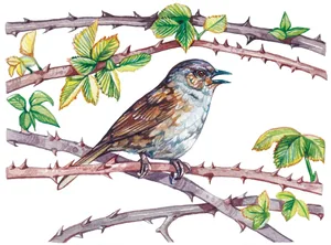 Dunnock final