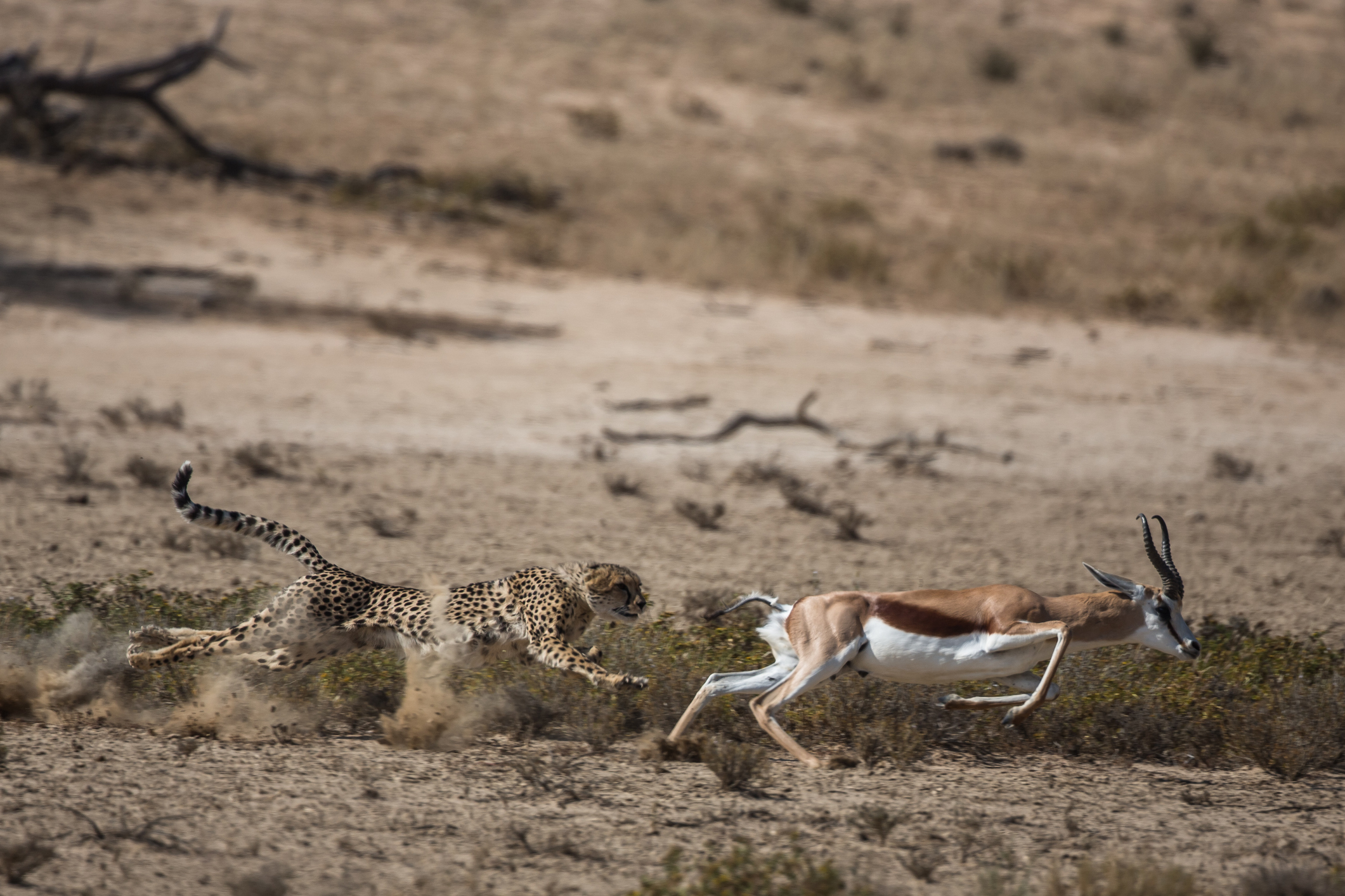 Cheetah chasing springbok, Kgalagadi Transfrontier Park, Botswana This cheetah chase of a young female cheetah chasing a springbok was photographed in the wild in the Kgalagadi.