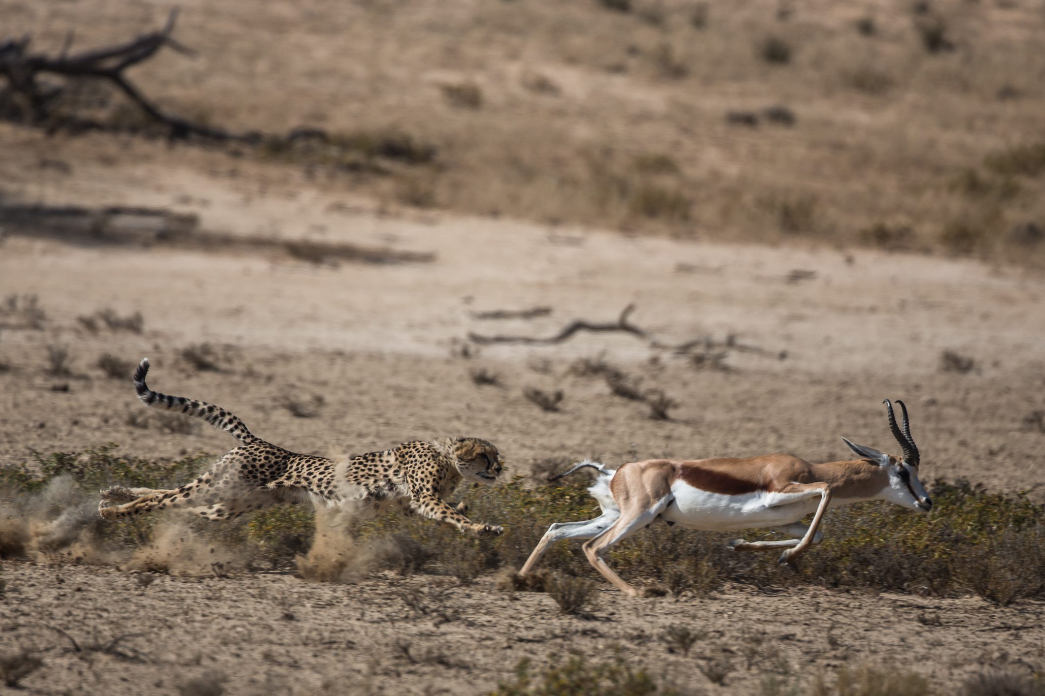 Cheetah chasing springbok, Kgalagadi Transfrontier Park, Botswana This cheetah chase of a young female cheetah chasing a springbok was photographed in the wild in the Kgalagadi.