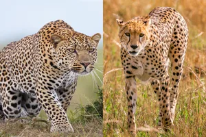 Leopard vs cheetah Leopard vs cheetah