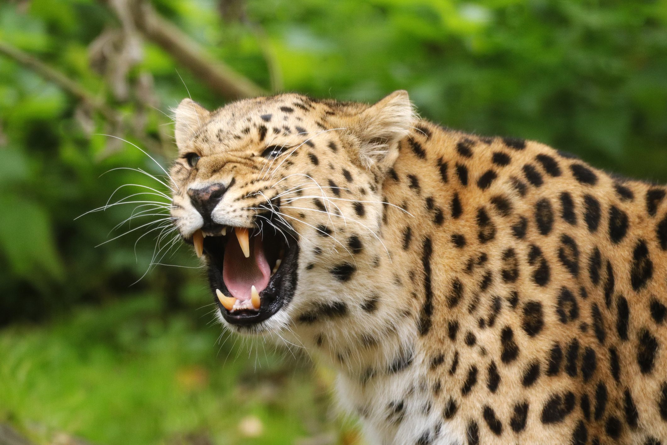 A leopard spots