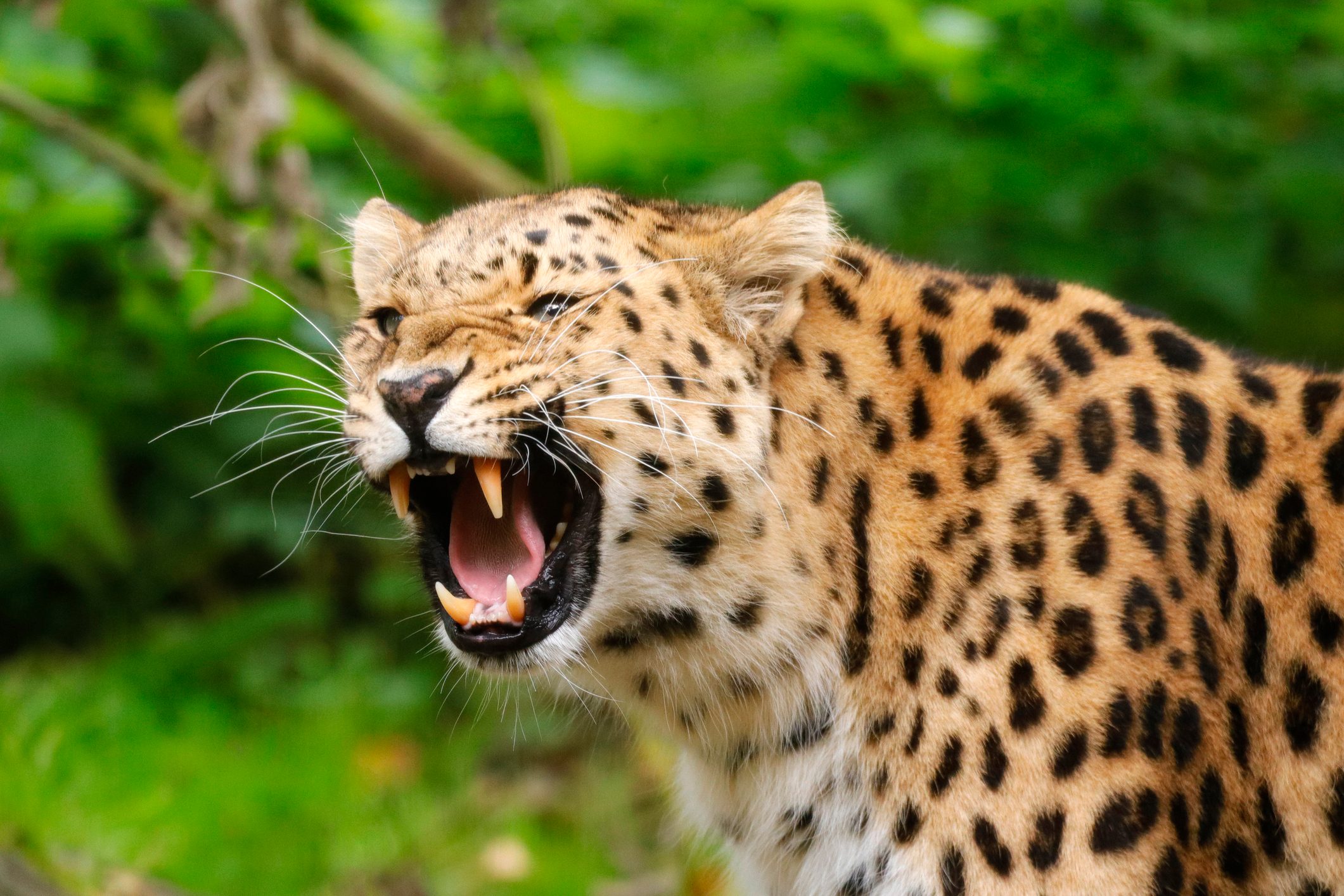 Amur leopard roaring A leopard spots