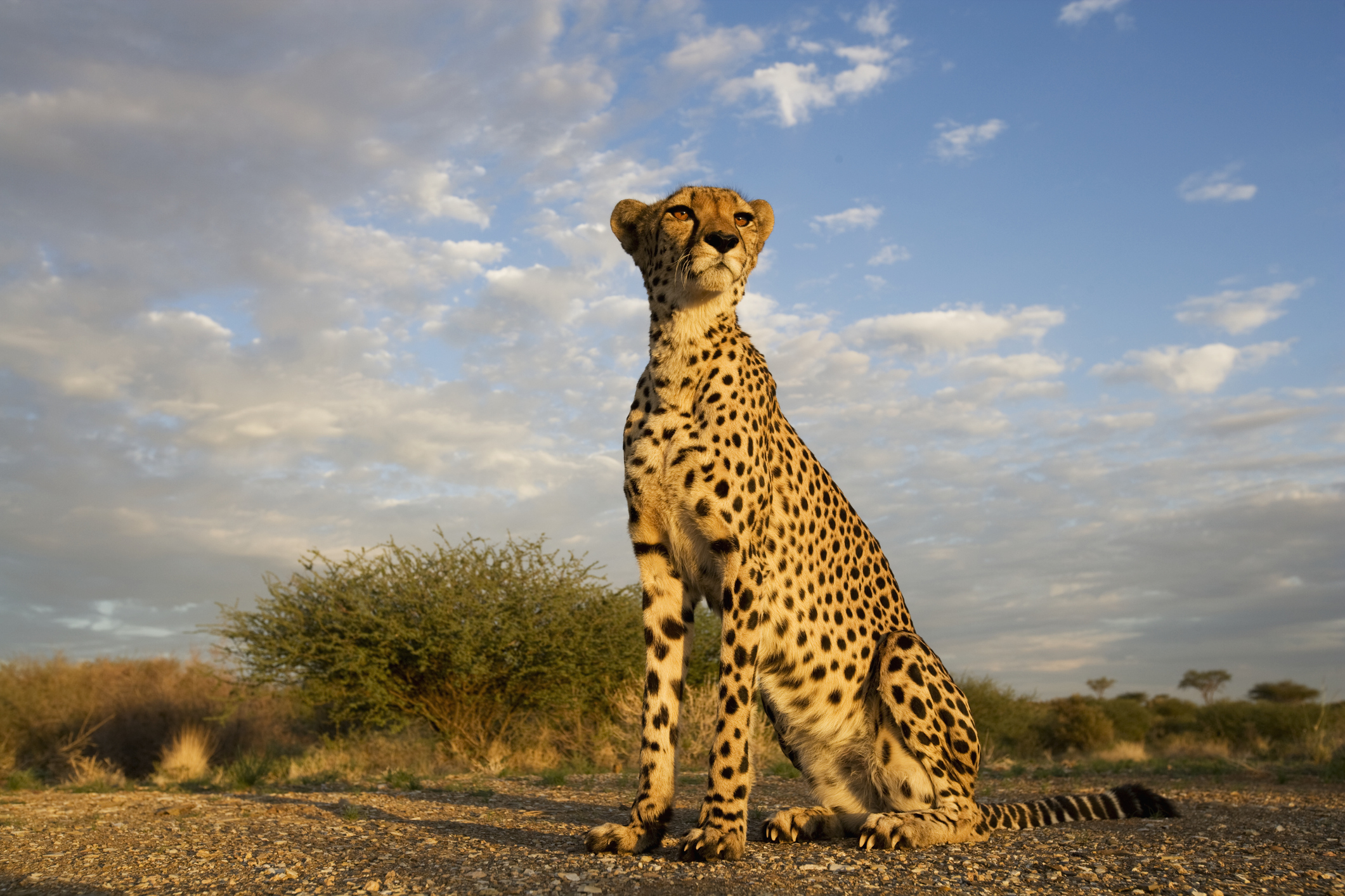 Cheetah at Sunset A cheetah