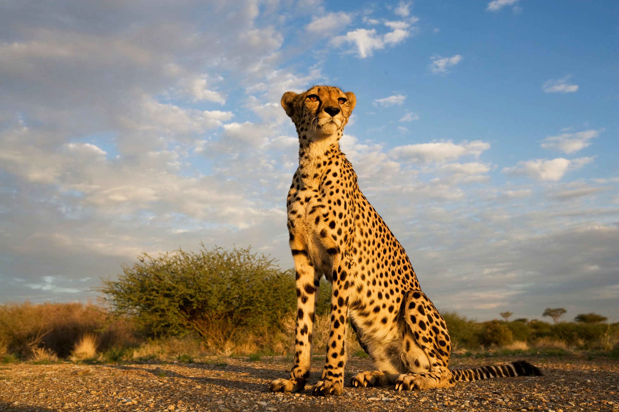 Cheetah at Sunset A cheetah