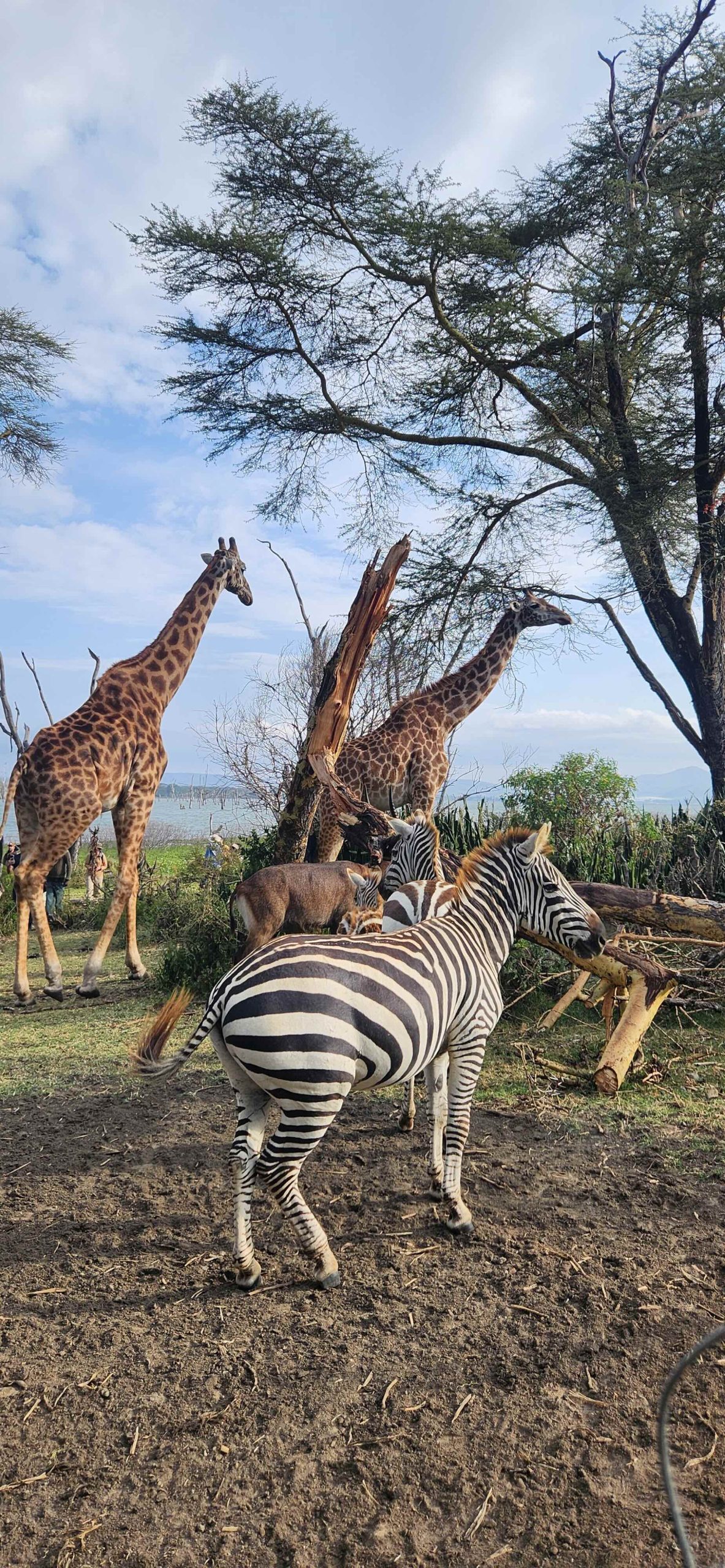 Giraffes and zebra gathered near the Lake Naivasha shoreline