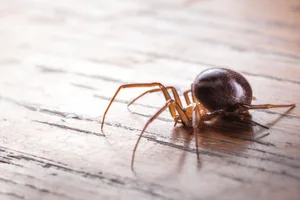 First recorded in the UK in 1879, false widow spiders have had a recent surge of media attention. © Alex Hyde/naturepl.com First recorded in the UK in 1879, false widow spiders have had a recent surge of media attention. © Alex Hyde/naturepl.com