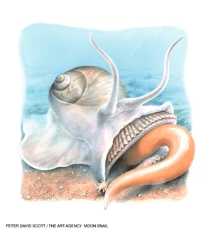 Moon Snail Moon Snail illustration