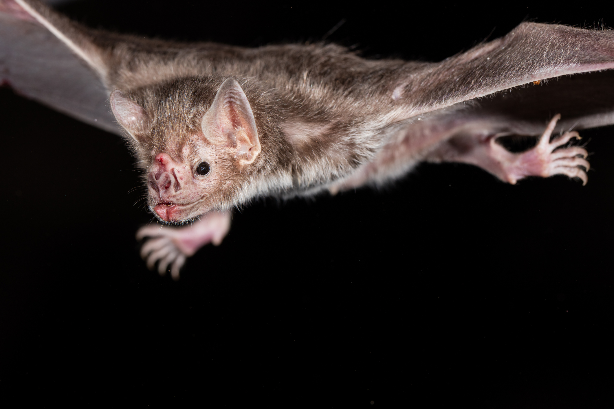 The common vampire bat (Desmodus rotundus) is a small, leaf-nosed bat native to the Americas.