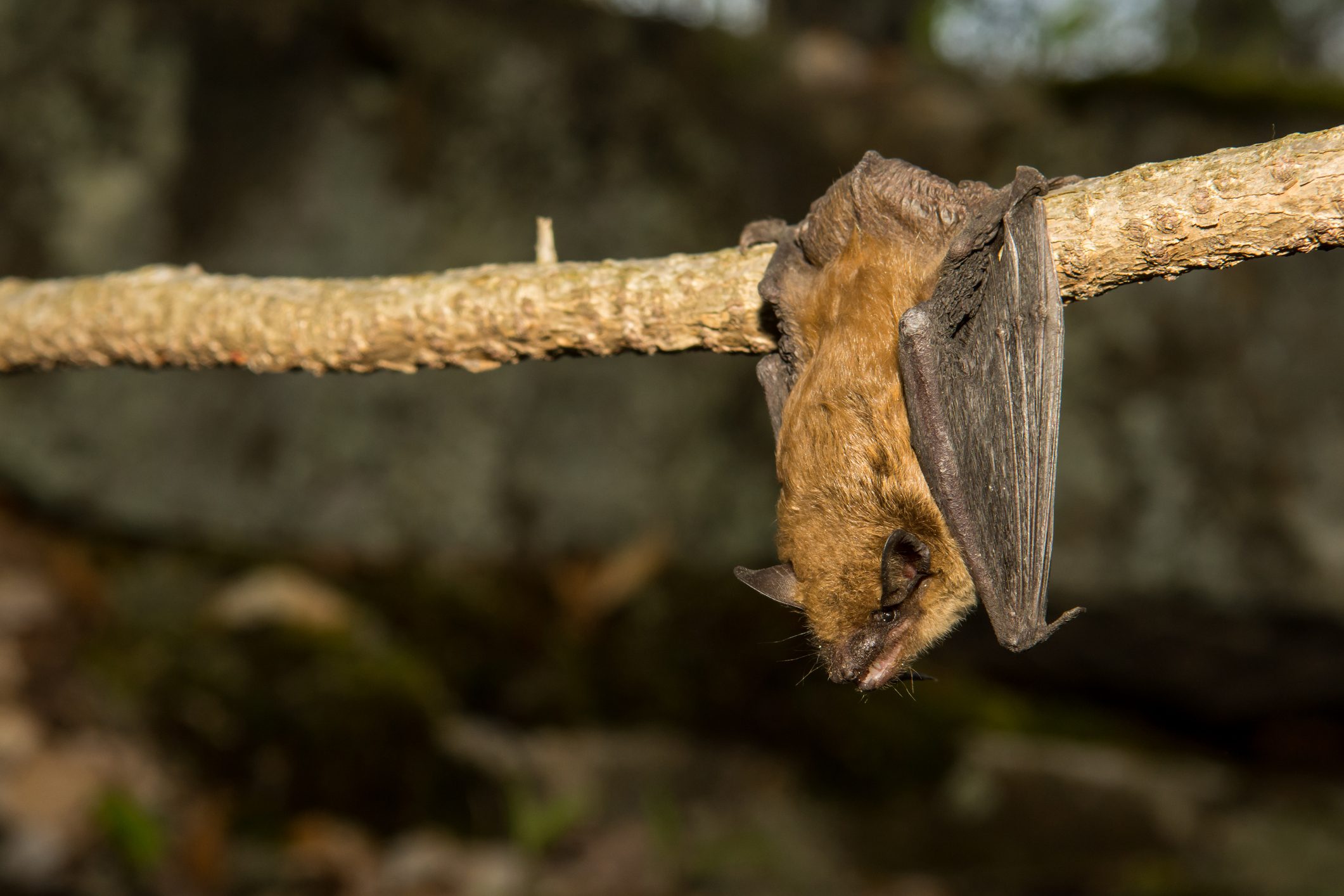 A big brown bat roosting on a vine near a cave.