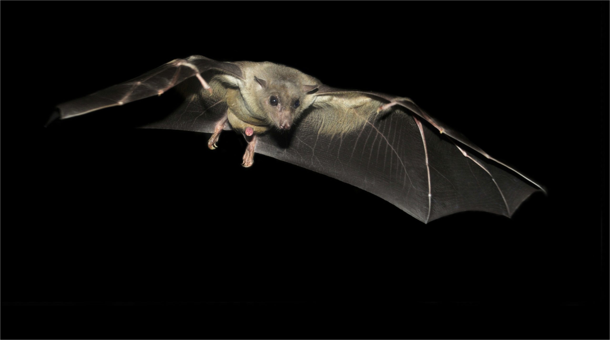 A well focussed image of an Egyptian Fruit Bat gliding with outstretched wings