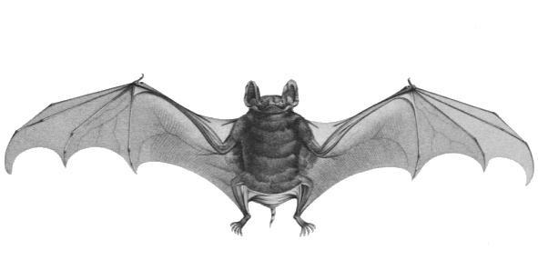 Egyptian tomb bat illustration