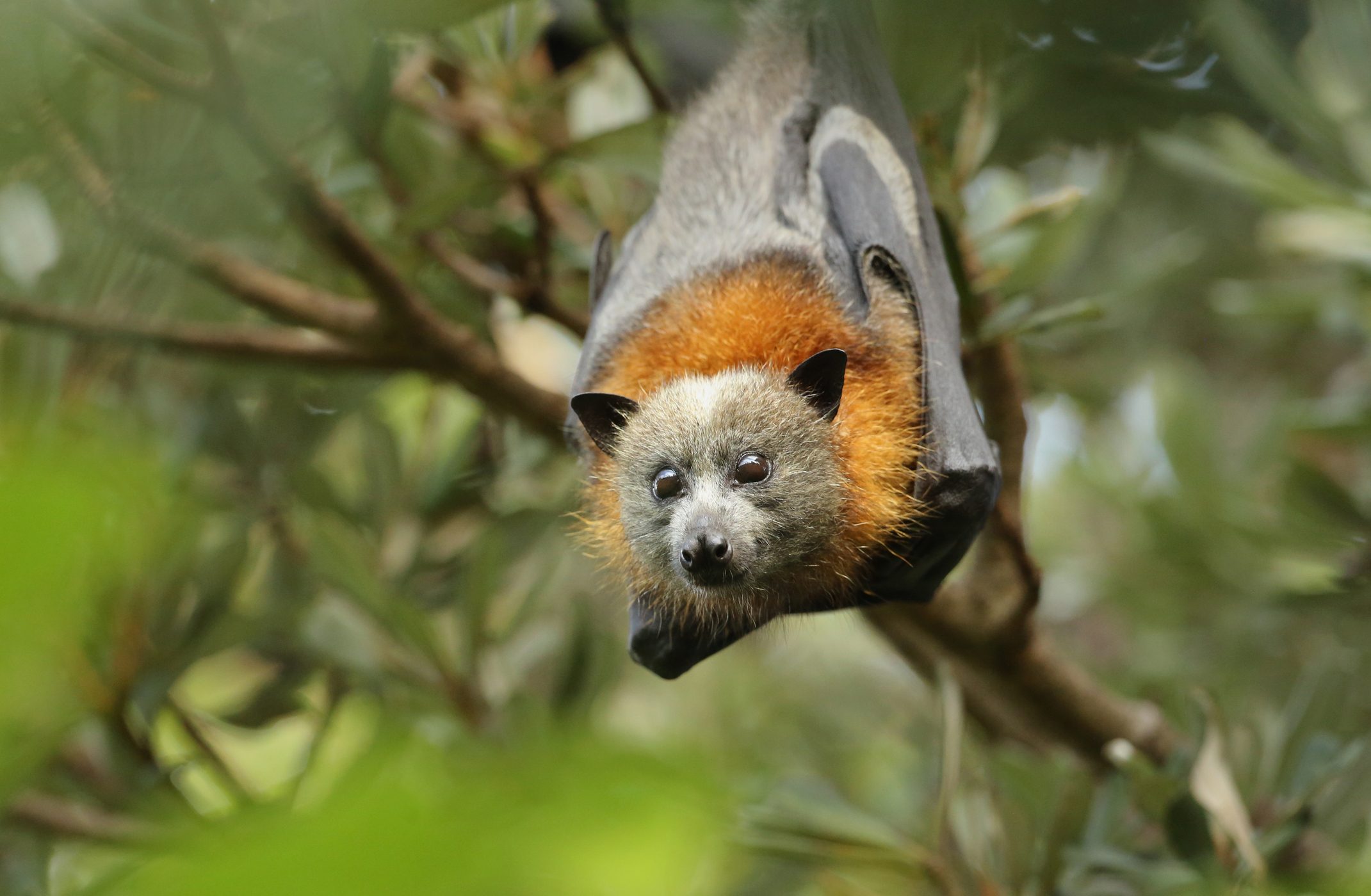  Grey-headed flying fox portrait, Balgowlah, Australia