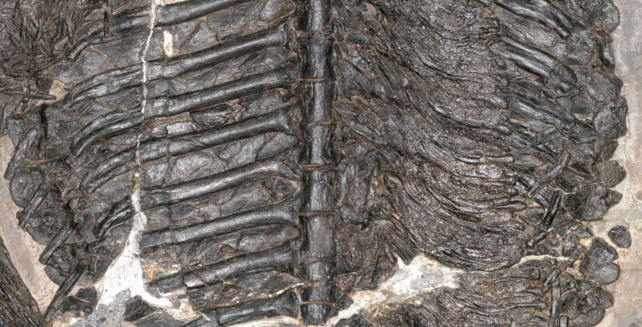 Gerrothorax maritimus