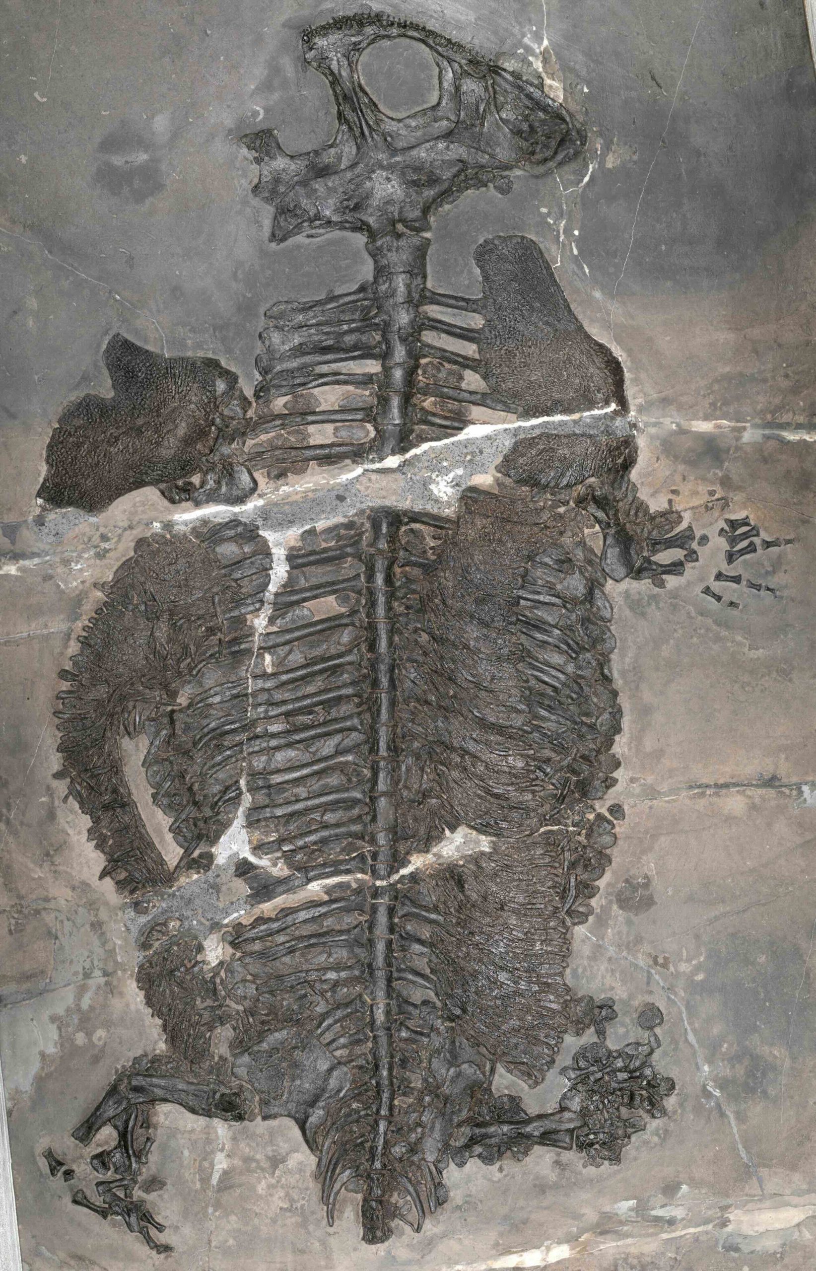 Holotype of the new marine amphibian Gerrothorax maritimus. The specimen is exposed belly side up. 

Credit: Ryosuke Motani
