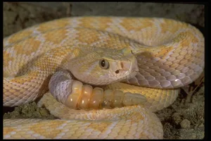 Albino Western Diamondback Rattlesnake Albino Western Diamondback Rattlesnake